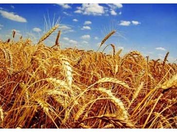 Реферат: Режимы и способы хранения зерновых масс